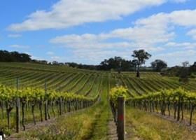 澳大利亚2015葡萄酒出贸易口回升